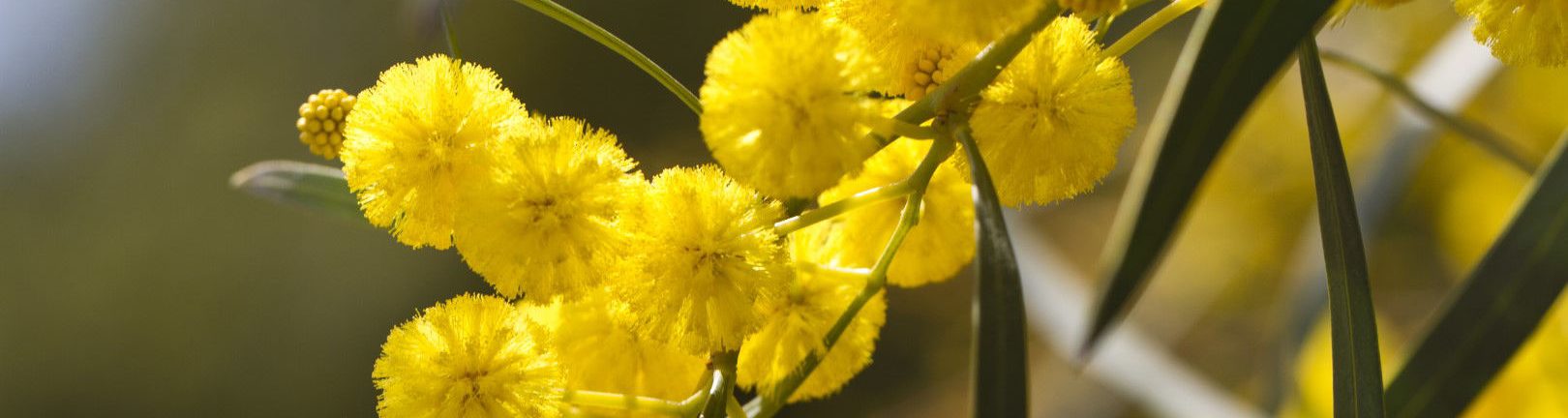 A Plantmark stock image of one of their plant products with a yellow blossom.